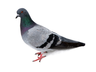 Bird Control Qatar