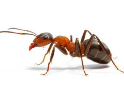 ants pest control