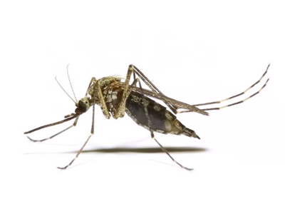 Mosquito control Qatar
